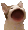 :bop_cat:
