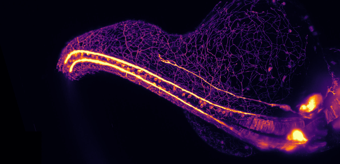 A light sheet microscopy image of a zebrafish embryo around 29 hours old. It is expressing a green fluorescent protein in its sensory nervous system, which means that  a complex arbor of sensory neurons is visible wrapping its way around the body of the fish and establishing a mechanosensory field. The lateral line axon runs horizontally across the trunk of the fish, though it hasn't finished growing all the way down to the tail yet. The image is in a purple and yellow lookup table called magmalut.