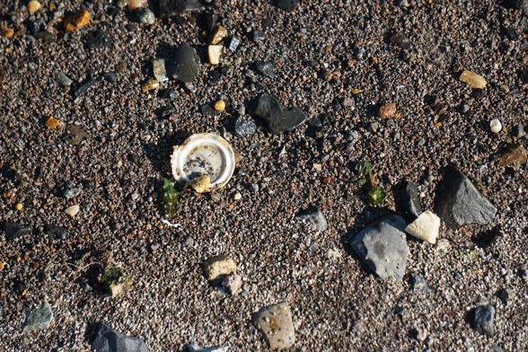 Closeup of typical beach sand reservoir of locally discarded and transported into place wastes.  Visible in the photo are plastic cap interior and at least on "microplastic" strand.