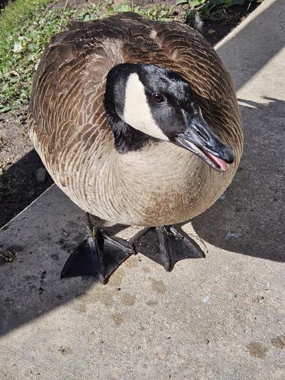 Close up of a Canadian Goose guarding a sidewalk. Head turned slightly to get a better look at me with its tiny black eye(s).