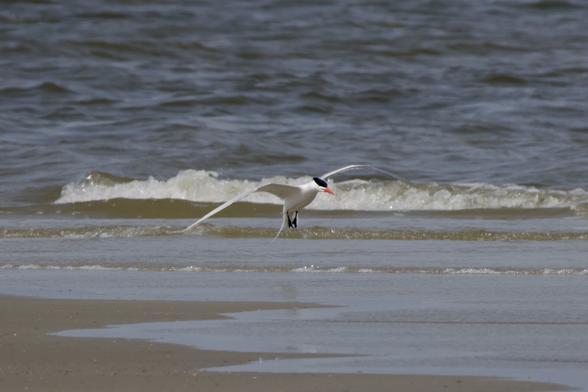 a mostly white bird with a deep black patch of feathers on its head and a bright orange beak has its wings wide and feet beginning to extend downward as it prepares to land on the beach. behind it a wave has just broken as it hits the beach and the water is creeping on to the sand in the foreground