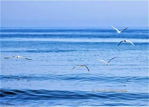 This is an ocean scene; the beach is not visible only blue rippled water that extends for miles until it fades at the horizon where it meets a lighter blue sky.  Close to the bottom of the frame it looks like there are things floating in the water but it's too far away to identify.  About halfway up the frame there are five white and black birds flying away.  They are gulls or terns and may be flying in a sort of formation.  The lead bird is at the top of the frame on the right.  then the formation arcs down and left until a bird is midway up on the left edge of the frame.