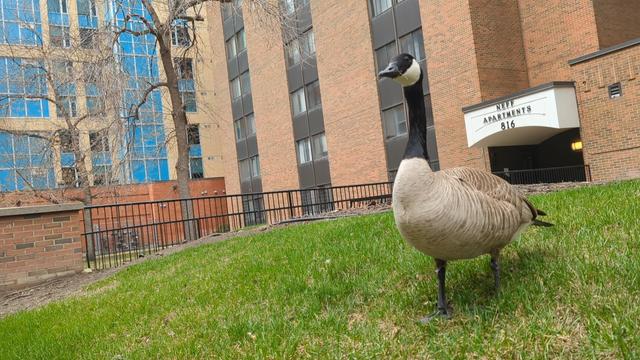 #CanadianGoose, posing for the camera.