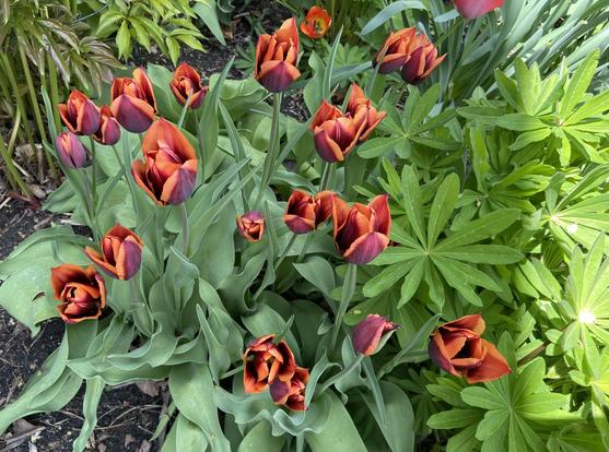 tulips with lupine in Michigan garden