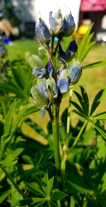Purple lupine, going to seed.