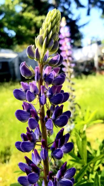 Purple lupine in bloom.