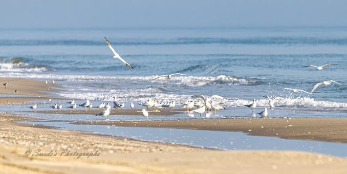 This is a photograph taken at Holy Beach, Louisiana. The upper two thirds of the photo is blue tinted ocean water, the lower edge of the frame is brown sand. As the water closes on the beach it rises in swells and white foamy waves form, then push up the beach creating tide pools.  On the beach is a group of about 40 birds, several different species of gulls, terns, sanderlings, and some that I can't identify. Most of the birds are on the beach at the water's edge but a few are in the air flying over the others.