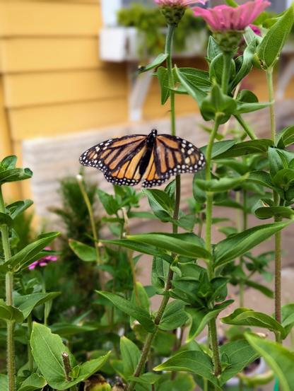 A newly emerging Monarch drying her wings in the wind on the wildflowers of my summer garden.