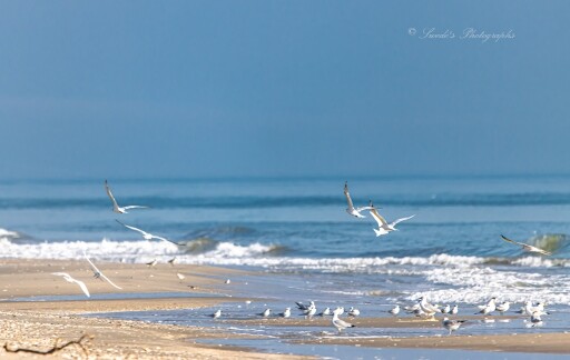 This is a photo of a beach on the Guld of Mexico. There are dozens of gulls and terns milling around on the tidal pools formed when the waves roll up the beach.  There are also several gulls or terns in the air above the others. The water is blue and almost blends with the sky on the horizon.