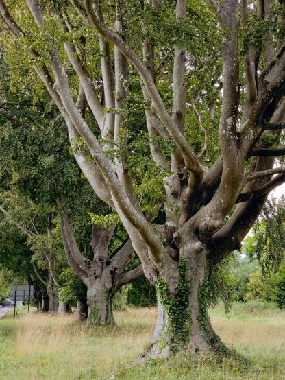 A row of trees. minimally processed