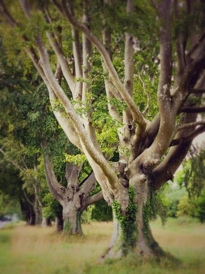 A row of trees. A blurry periphery & a golden glow