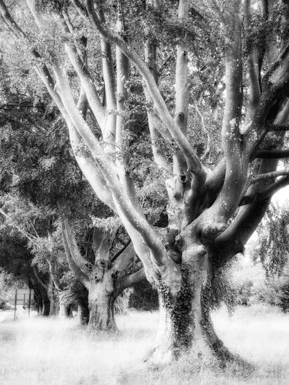 A row of trees. Monochrome soft glow, but with more contrast