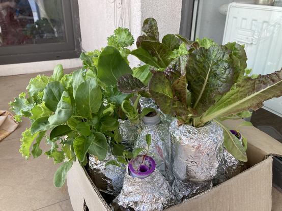 My Kratky hydroponics setup: a big cardboard box in an open balcony, filled with plastic bottles wrapped in foil.
You can see romaine, iceberg, sorrel, bok choy and kale growing happily, and the tiny seedling in front is mangold.