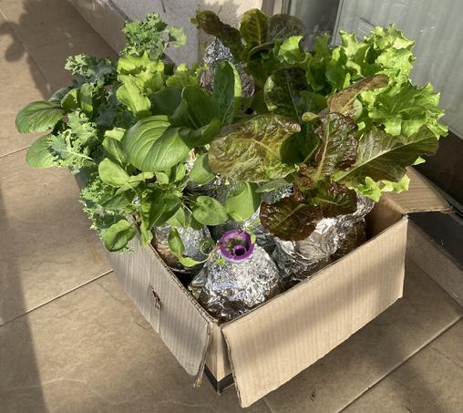 The same Kratky garden earlier this week, so looks a bit different but the same participants.