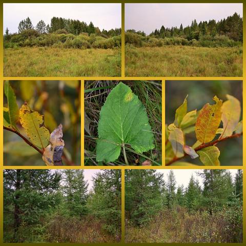 Photo collage in 7 panels, two top, two bottom, 3 across middle. Framed in gold in centre blending to golden-green top / bottom.
Top two photos:2 similar views across wetlands on the farm. Foreground is open area, seasonally/variably wet grass /sedgeland with variety of native forbs + introduced agricultural weeds. At this season it is +/- green, but bit by bit  gradually shifting gold. Naturally and or browsed (cattle seasonally, moose all year) low willow + dwarf birch, grow out of the grass, gradually gaining density and height farther back in a zone less cattle impacted and/or  not cleared for pasture for a long time. First a zone of willows/dwarf birch reaching a metre or couple , then taller willows, paper birch, poplars, spruce tamarack, then  where the ground is a little higher, taller poplars, tamarack + spruce. Leaves are  green sliding into gold tones. Sky is a bit hazy and lightly overcast, so that it has faded to near white in the photos.
Centre left and right, close views of willow leaves already turned gold with some brown bits, red bits and bits still green. Centre a Petasites/Sweet Coltsfoot large leaf, oddly nearly immaculate and green still (they are often brown and disintegrated by autumn)
Bottom two views into groves of young and rapidly growing Tamarack/Larch trees, their soft, feathery needles still fully green, with an understory of small willows and dwarf birch, many -along with the grass- showing some fall colour and/or already defoliated.