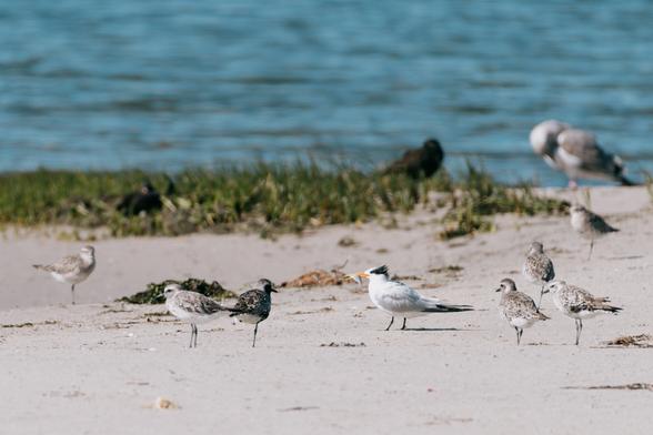 a Forsters tern holding a fish in its month while other shorebirds look on