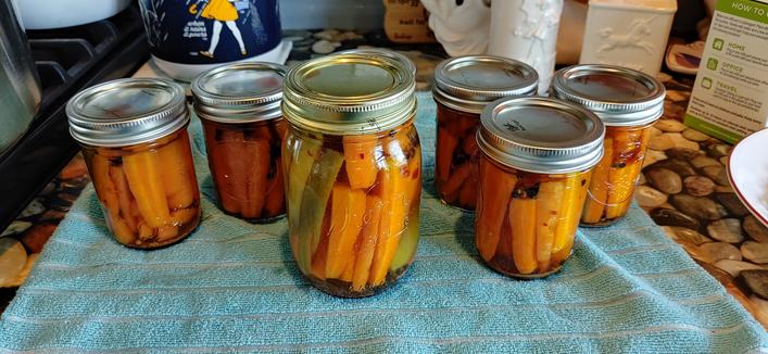 A pint and six half pint jars full of pickled carrots and jalapeños sitting on a torqouis colored towel. Fresh out of the boiler.