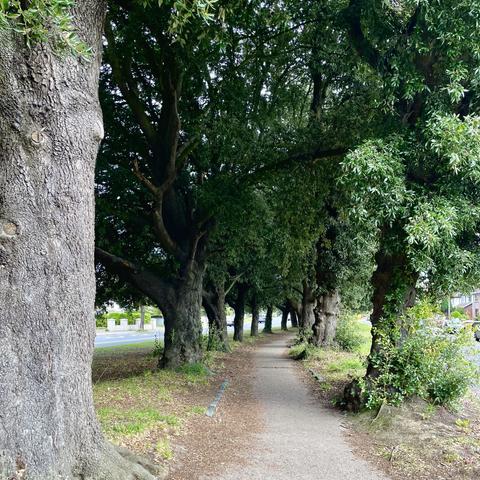 Trees lining both sides of a winding path.