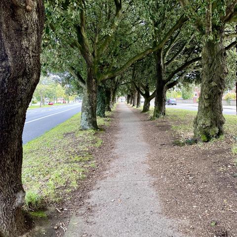 Trees lining both sides of path into distance