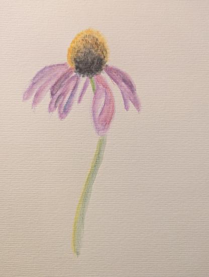A very beginner painting of a coneflower blossom done in watercolour pencil
