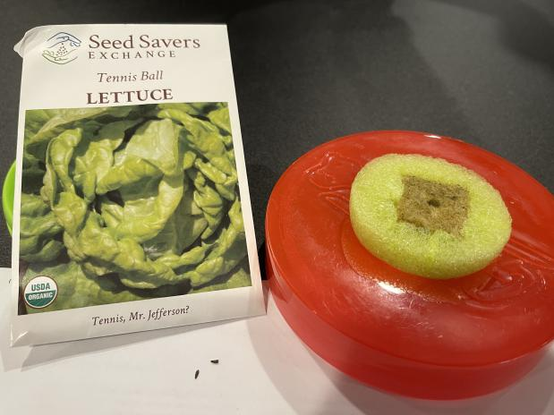 Tennis Ball Lettuce from Seed Savers. The seeds are tiny!