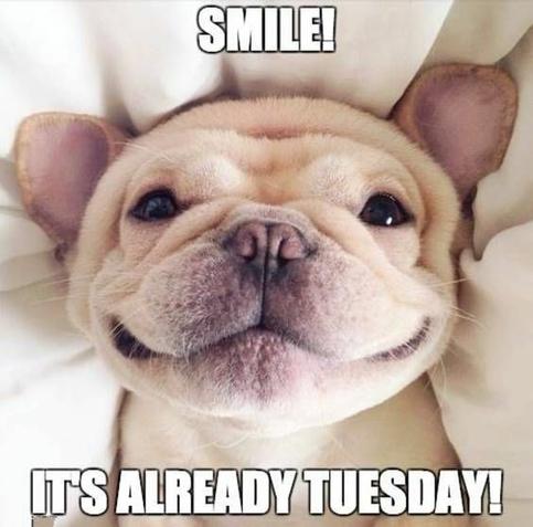 A meme showing a cute smiling dog laying on it's back with the caption "Smile!  It's already Tuesday!"