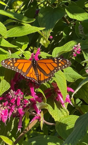 Another Monarch.  There were lots.