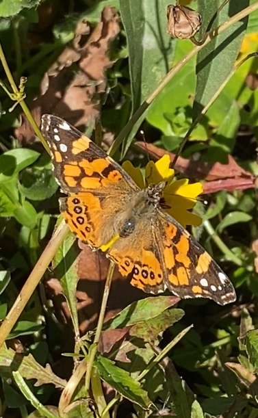 West Coast lady. on low foliage. A big surprise.