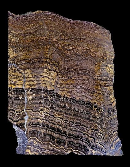 a section of a rock formation of fossilized remains of microorganisms , seen from the side, all the layers stacked up, it is gold and black