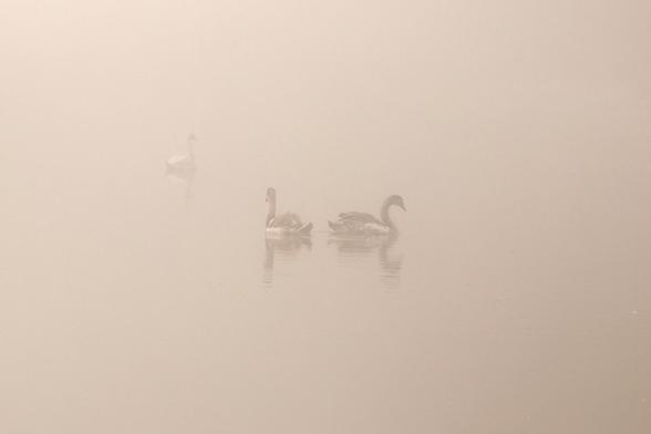 a very minimal grey photo of 3 swans swimming in the canal, the water is completely flat and calm and merges seamlessly into the sky