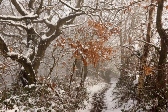 a snowy scene along an old pathway through woodland. A mix of silver birch and gnarly oak trees line the route. Marcescent oak leaves provide a splash of colour to an otherwise black and white view.