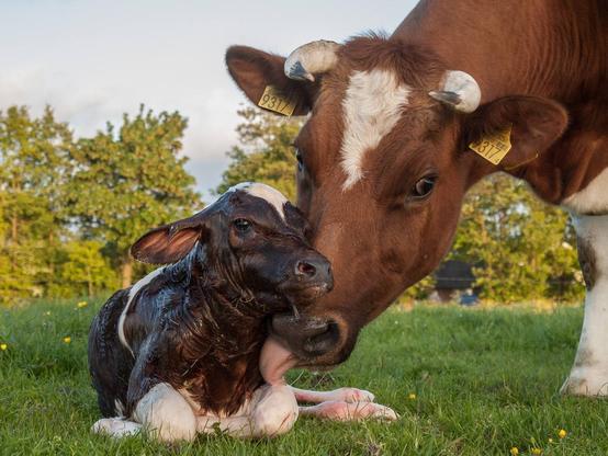 Das Foto zeigt eine Kuh die ein auf dem Boden liegendes, offenbar neu geborenes Kalb beschnuppert
