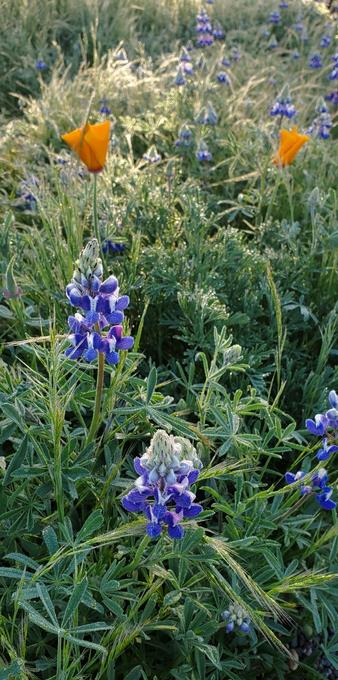 Blue and white Arroyo lupine. ORANGE California poppies.