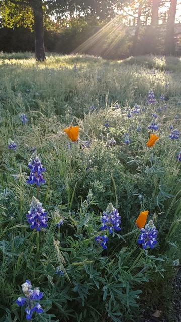 Blue and white lupine and orange california poppies covered in morning dew.