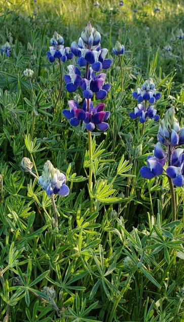 Blue and white Arroyo lupine.