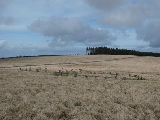 A photo of two granite stone circles side by side - the one on the right closer to the camera - within a moorland plateau of long, pale golden-brown grass. A path of short green grass cuts through the centre of the nearest circle.
Running diagonally across the moorland behind the circles is a drystone wall leading uphill slightly to a conifer forest on the right, on the skyline. The forest stops abruptly left of centre where the trees have been felled, just a few bare trunks standing amid the brash.
The sky is a pale watery blue with low white fluffy clouds.