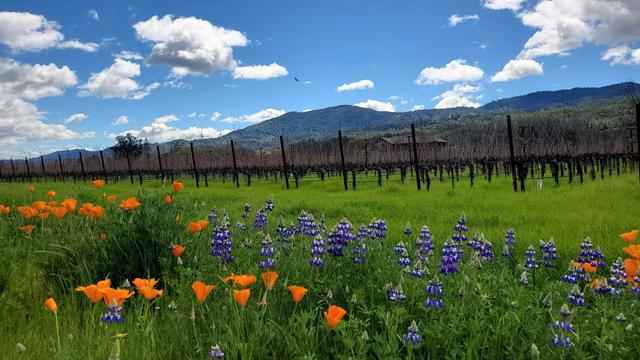 California poppies and arroyo lupine. Vineyards in background.