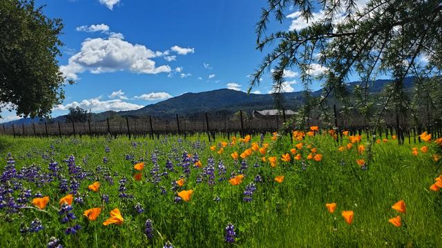 California poppies and arroyo lupine. Vineyards in background.