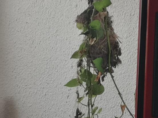 Bird roosting ina nest