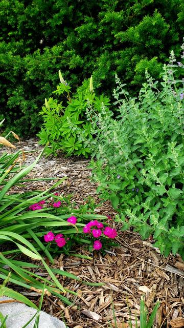 Dianthus and catmint in the foreground and an almost blooming lupine in the background.