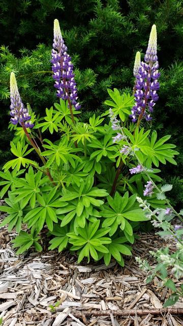A giant purple lupine plant in full bloom against an evergreen background.