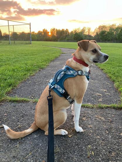 A puppy seated in profile in a teal harness, black lead, and red collar on a paved path through a field. In the background, the sun is setting behind the trees. The pup has a short caramel jacket, white ruff and socks, button ears, and a dark brown muzzle. She is attentively watching something out of frame to the right.