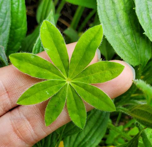 Baby lupine foliage. Held up with two fingers.