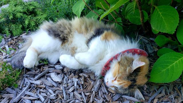 A long-haired calico cat with a colorful collar schnoozes on her side up against a hydrangea in the front planter.