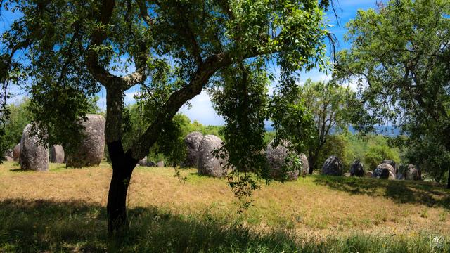Color photo with a silhouetted oak tree in the foreground and behind it in the sunlight is a circle of megalithic standing stones on a grassy slope.