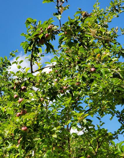Apple tree, loaded with red apples, ripening - blue skies with fluffy white clouds are in background.