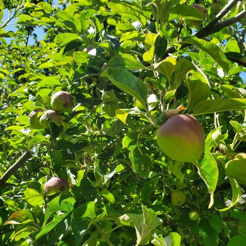 Apple tree, with red apples, ripening. Closer up view of the apples.
