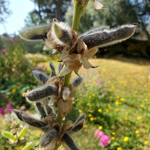 Lupine going to seed