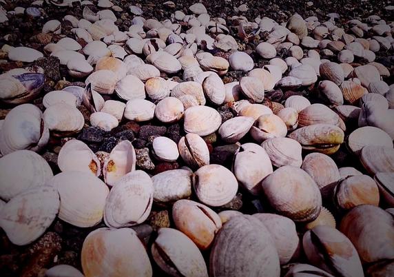 Hundreds of clams on the beach.