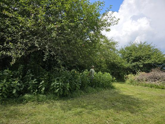 a patch of vegetation, which is milkweed, on the left, with some trees behind and grass in front. there is a person in the patch of milkweed plants.